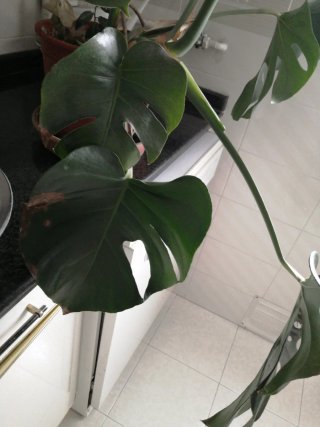 Planta Monstera Deliciosa