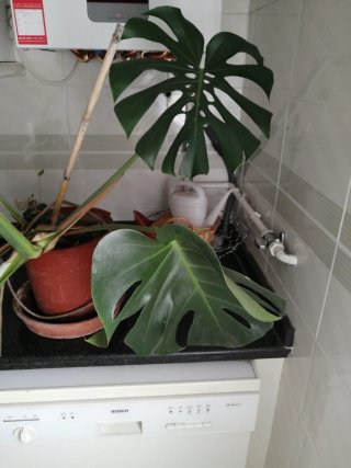 Planta Monstera Deliciosa