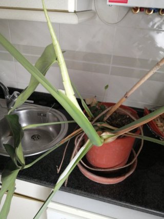 Planta Monstera Deliciosa
