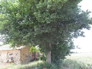 Terreno en venta en San Fulgencio