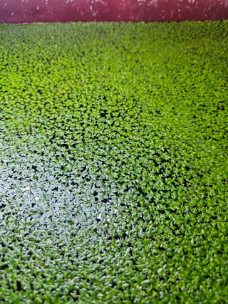 Plantas de agua para acuario o estanque