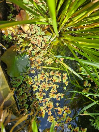 Plantas de agua para acuario o estanque
