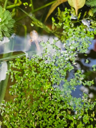 Plantas de agua para acuario o estanque