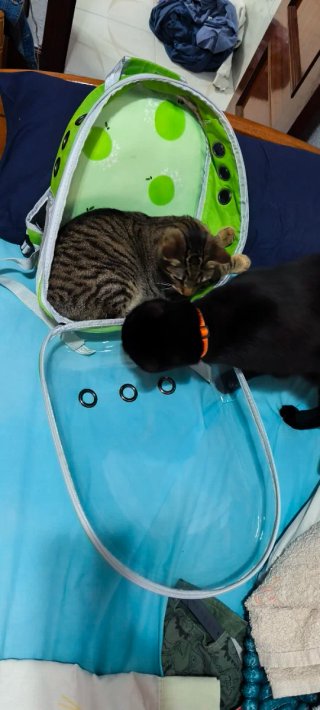 Mochila transportín para mascotas