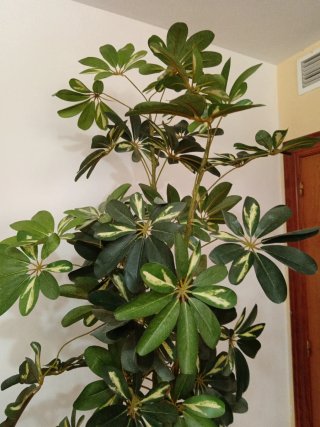 Planta Artificial Grande Realista