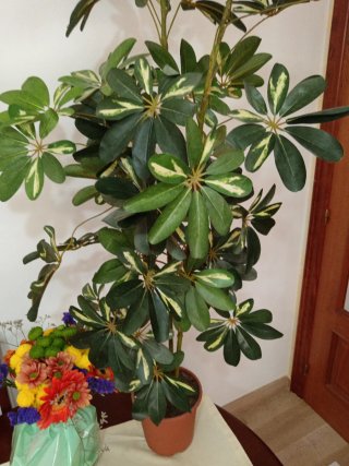 Planta Artificial Grande Realista