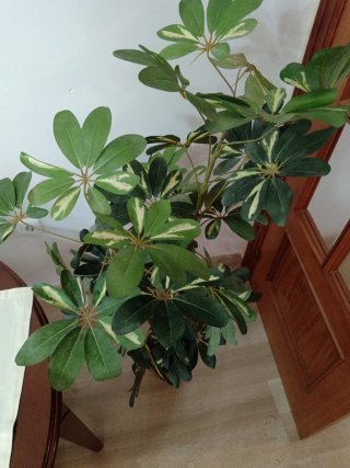 Planta Artificial Grande Realista