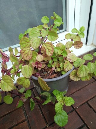 Plantas variadas