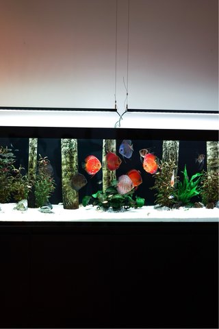 Acuario 600L Completo