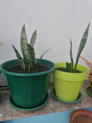 Planta Lengua de Sable Natural