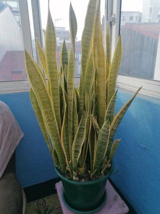 Planta Lengua de Sable Natural