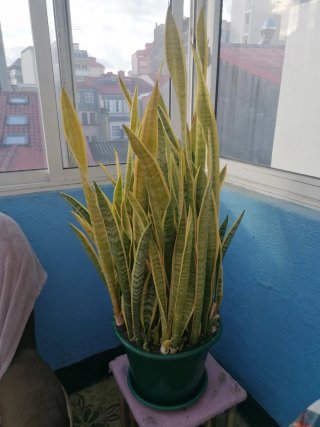 Planta Lengua de Sable Natural
