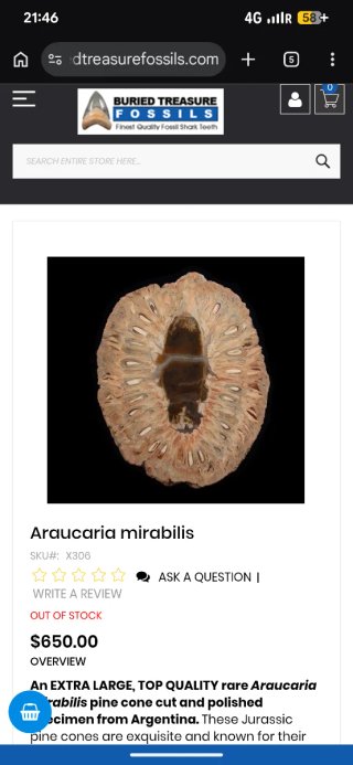 Piña Fósil Araucaria