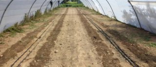 Invernadero 35 x 7m