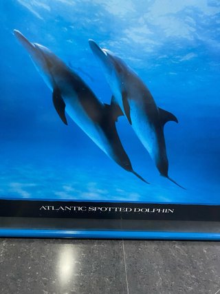 Lámina de delfines con marco de madera
