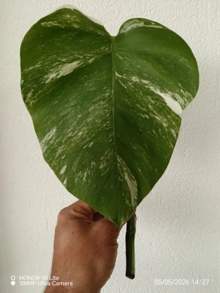 Talea Monstera Variegata