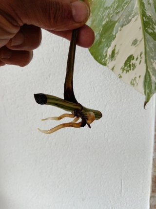Talea Monstera Variegata