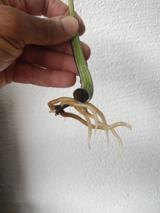 Talea Monstera Variegata