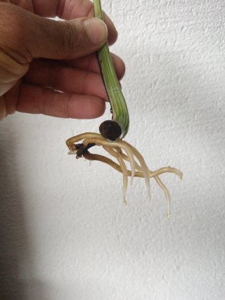 Talea Monstera Variegata