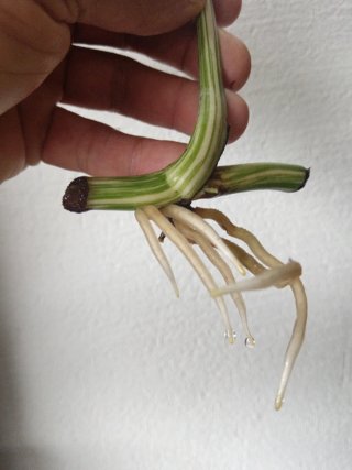 Talea Monstera Variegata