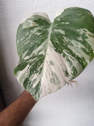 Talea Monstera Variegata