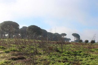 Terreno en venta en Almonte en Almonte