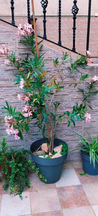 Adelfa rosa en maceta