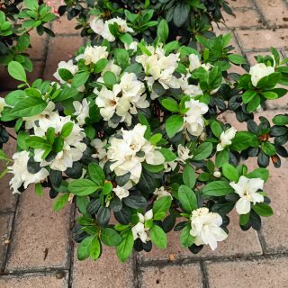 Set 4 Azalee Rhododendron