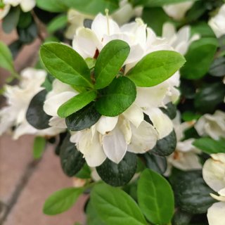 Set 4 Azalee Rhododendron