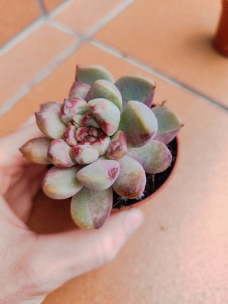 Echeveria planta suculenta