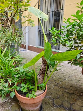 Plantas en macta terracota, barro y otros material