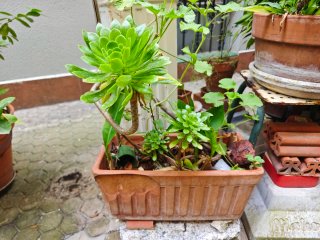 Plantas en macta terracota, barro y otros material