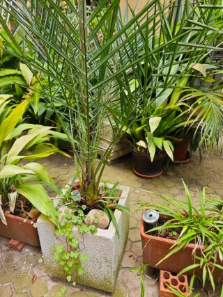 Plantas en macta terracota, barro y otros material