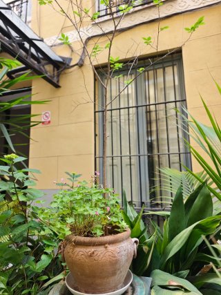 Plantas en macta terracota, barro y otros material