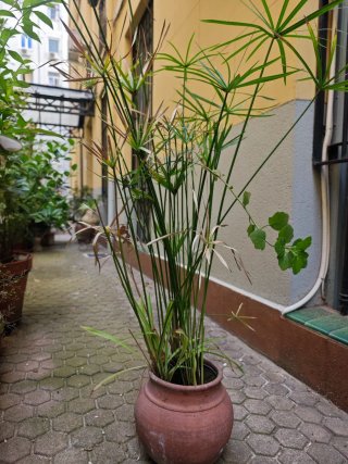 Plantas en macta terracota, barro y otros material