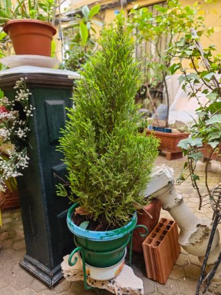 Plantas en macta terracota, barro y otros material