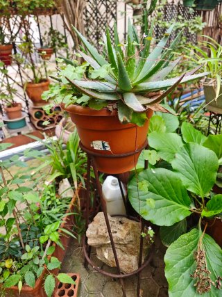 Plantas en macta terracota, barro y otros material