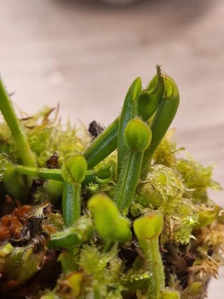 Heliamphora Heterodoxa X Minor Pianta Carnivora
