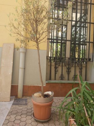 Plantas + Maceta grandes