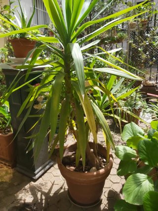 Plantas + Maceta grandes