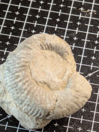 Lotto 7 Minerali e Fossili