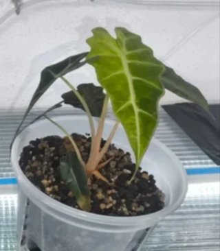 Alocasia Amazonica Aurea Cormos