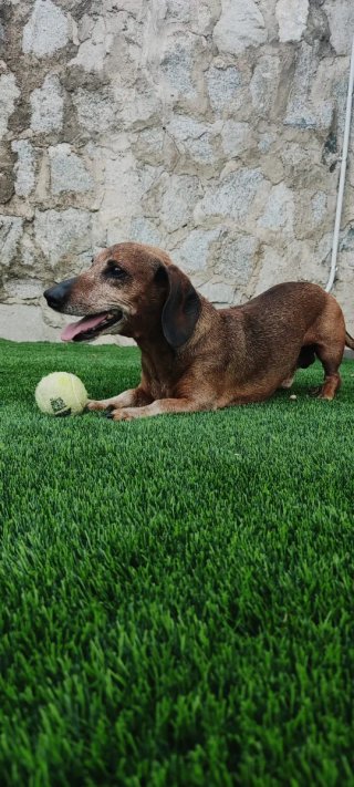 CASA/RESIDENCIA PARA MASCOTAS