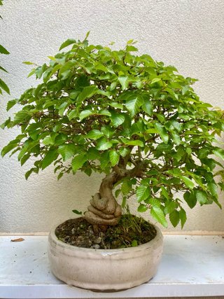 Bonsái Carpe Coreano