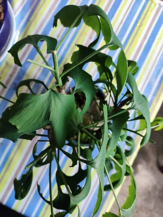Bonsái Ginkgo Biloba