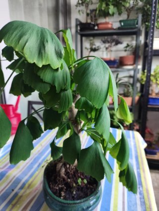 Bonsái Ginkgo Biloba