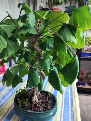 Bonsái Ginkgo Biloba