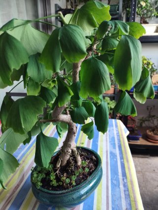 Bonsái Ginkgo Biloba