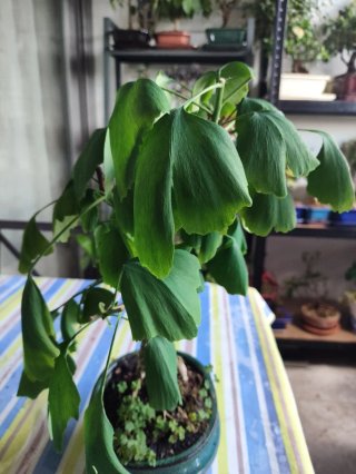 Bonsái Ginkgo Biloba