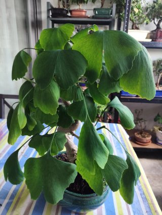 Bonsái Ginkgo Biloba
